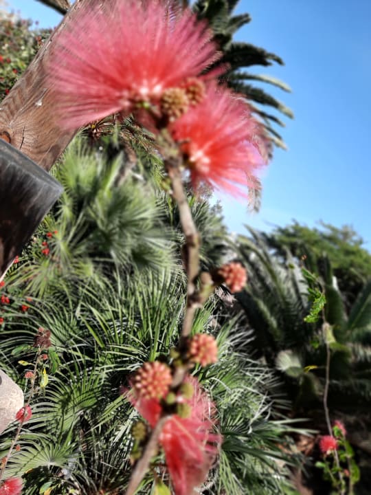 Gartenanlage Lopesan Baobab Resort