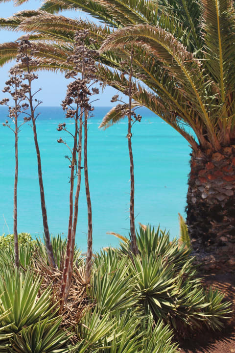 Meerblick R2 Pajara Beach