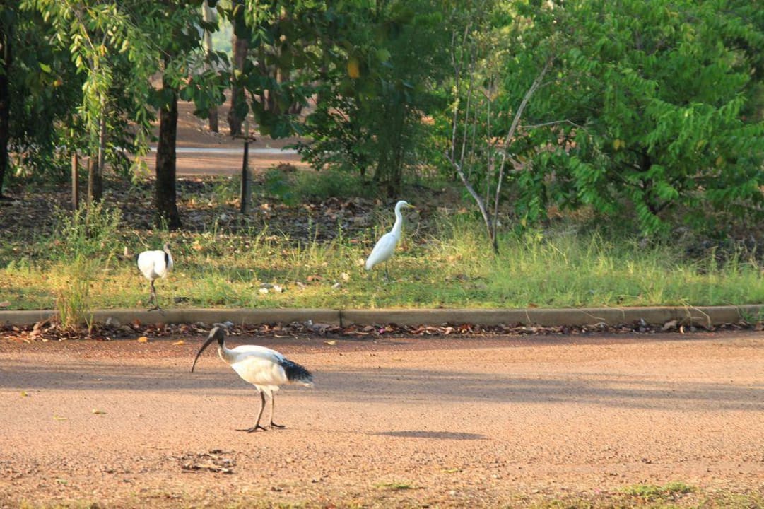 Überall Vögel Hotel Gagudju Lodge Cooinda
