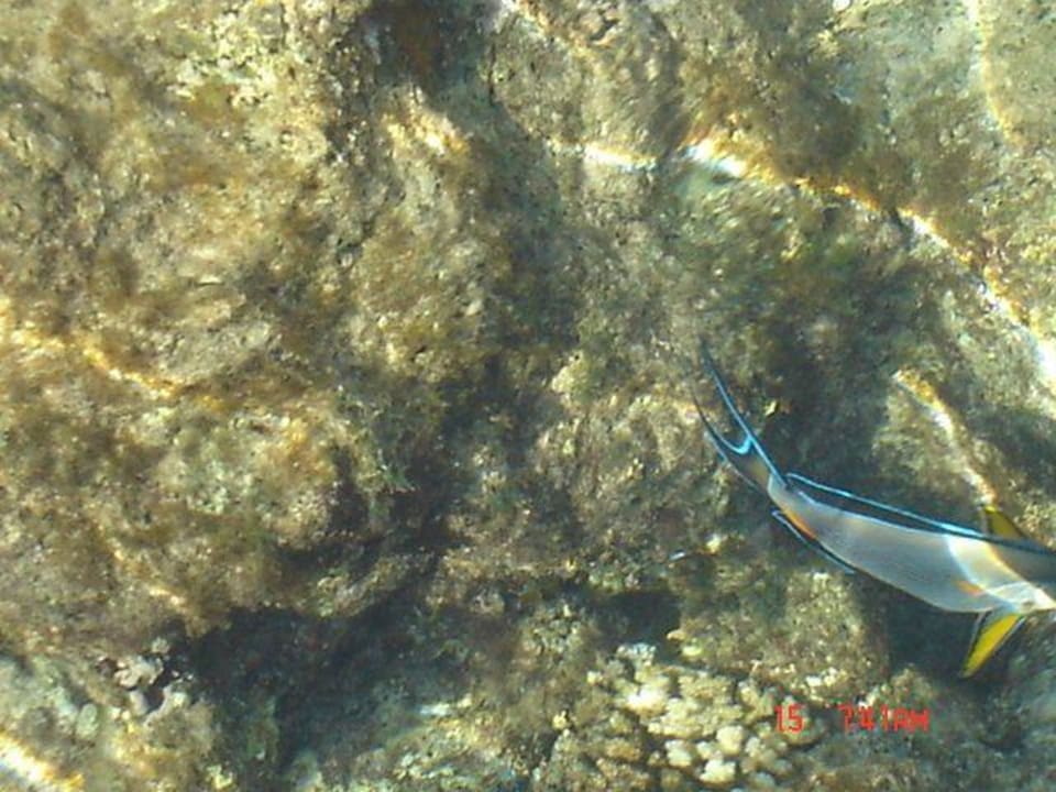 Fisch vom Steg aus fotografiert TUI MAGIC LIFE Kalawy