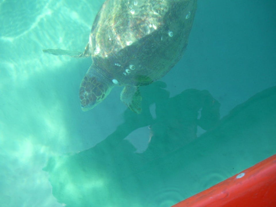 Schildkröte Domes Aulūs Zante, Autograph Collection