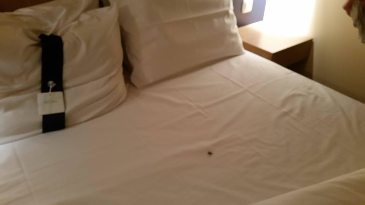 Kakerlake unterm Bettlaken - Zimmer 314 Holiday Inn Express Frankfurt - Airport