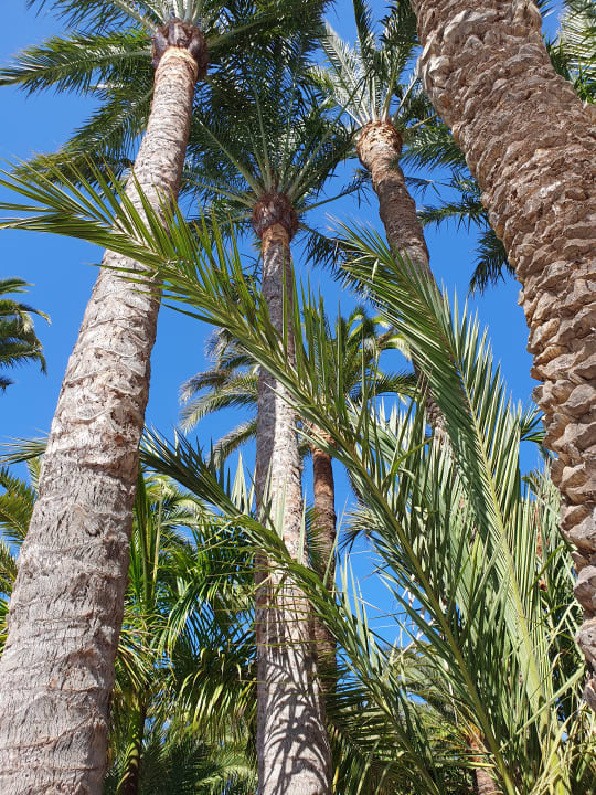 Gartenanlage Hotel Riu Palace Oasis