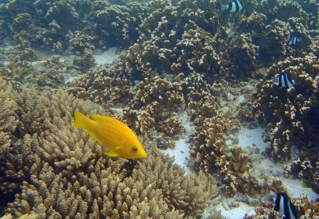 Strand Shandrani Beachcomber Resort & Spa