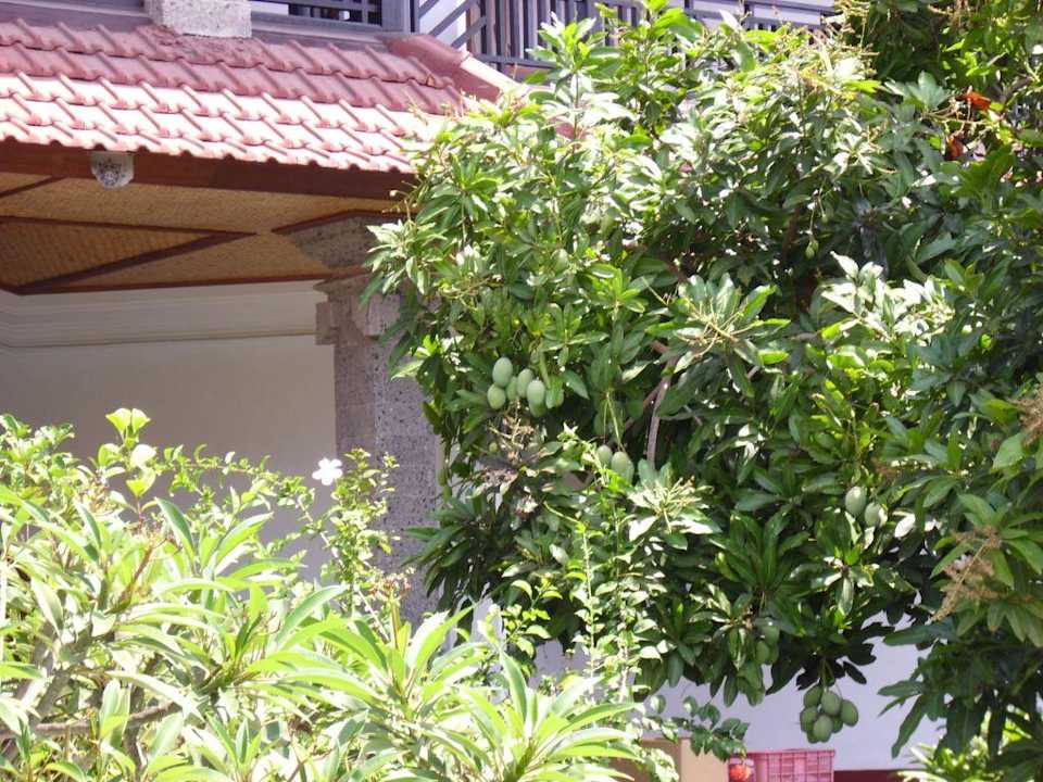 Mangobaum Hotel Bumas