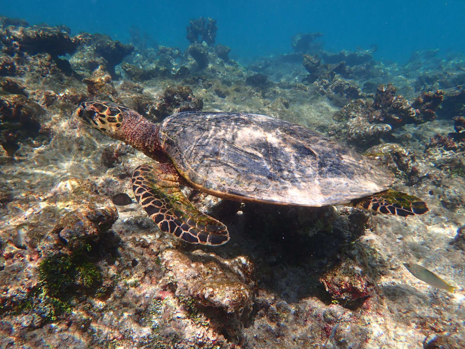 Sport & Freizeit Mirihi Island Resort