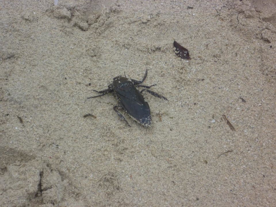 Scharbe Hotel Grand Pineapple Beach Negril