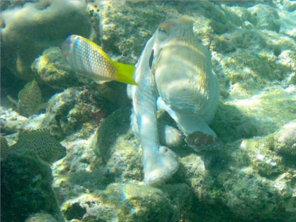 Krake Fihalhohi Maldives