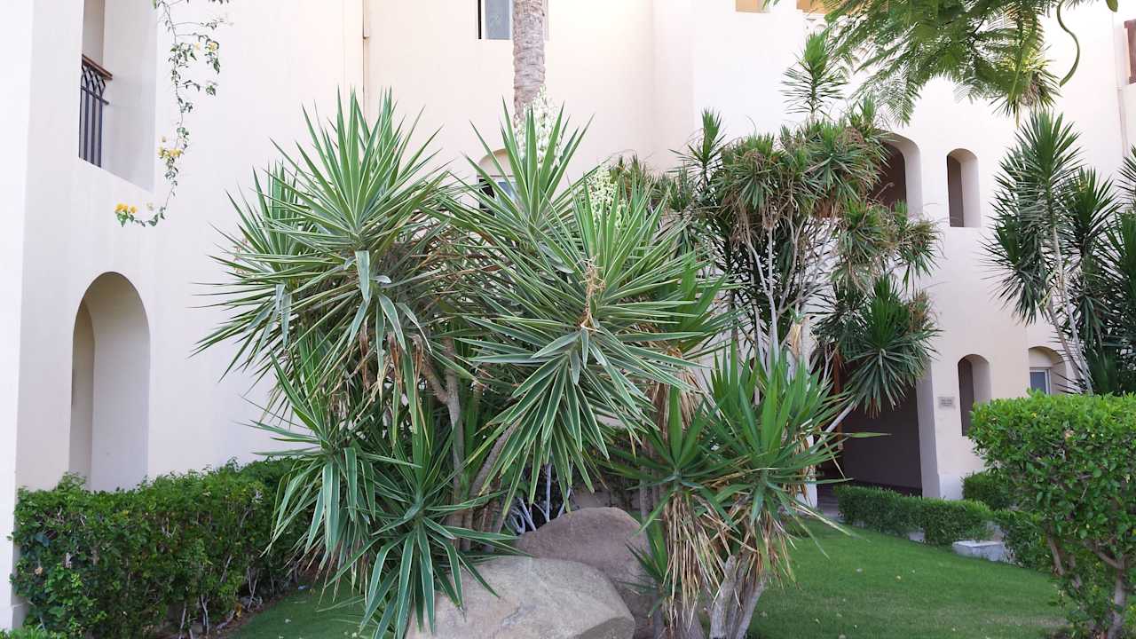 Hotel Jaz Mirabel Beach JAZ Mirabel Beach