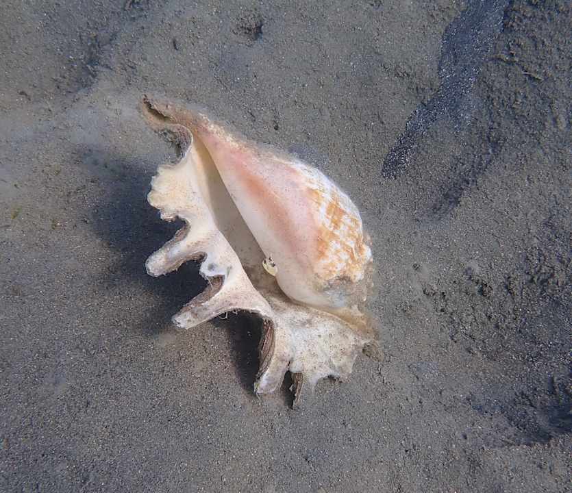 Sonstiges Lahami Bay Beach Resort