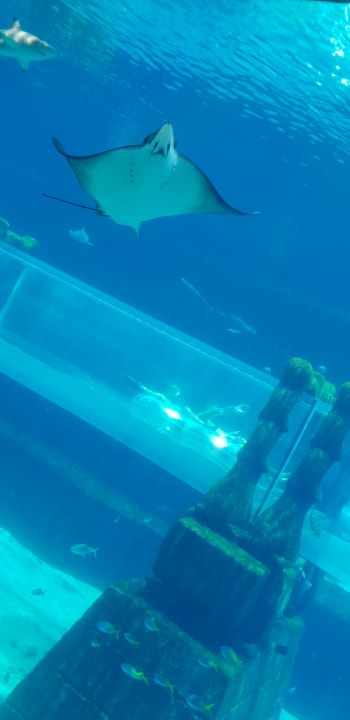 Sport & Freizeit Atlantis, The Palm