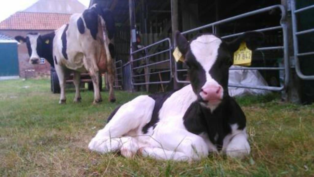 Lena kennen wir schon... aber sie ist nie alleine Ferienhof Upwarf