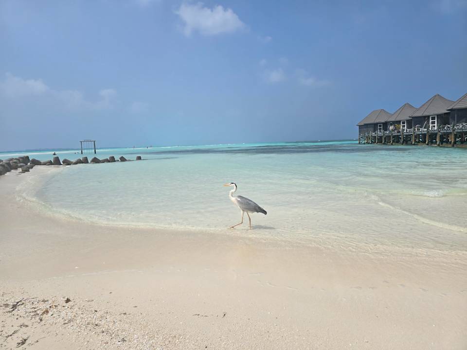 Strand Kuredu Island Resort & Spa