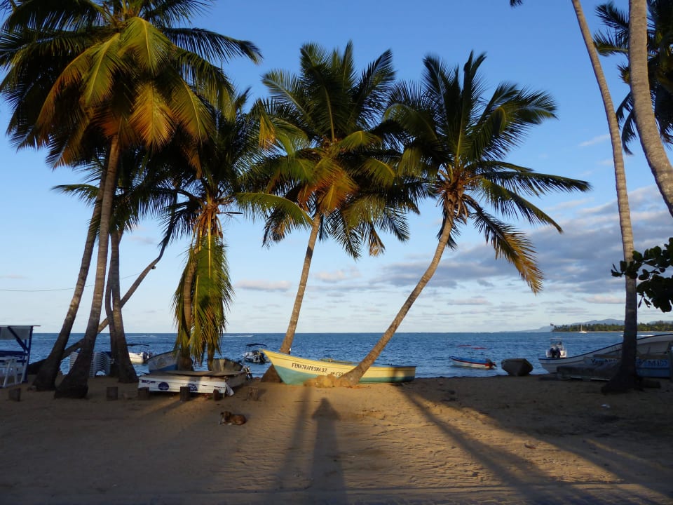 Traumhafter Palmenstrand Hotel Alisei