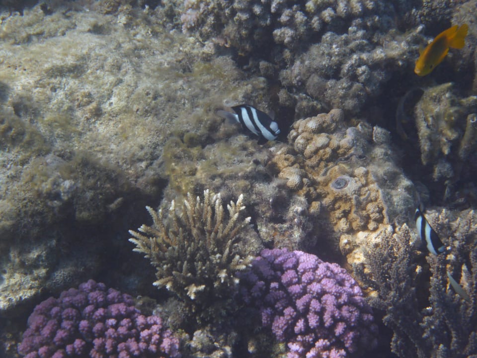 Unterwasserwelt Hotel Titanic Palace