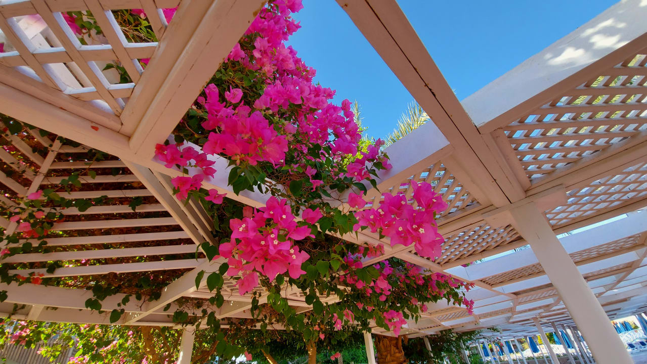 Sonstiges Desert Rose