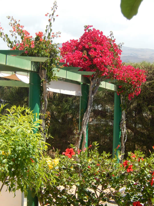 Gartenanlage Bungalows Cordial Sandy Golf