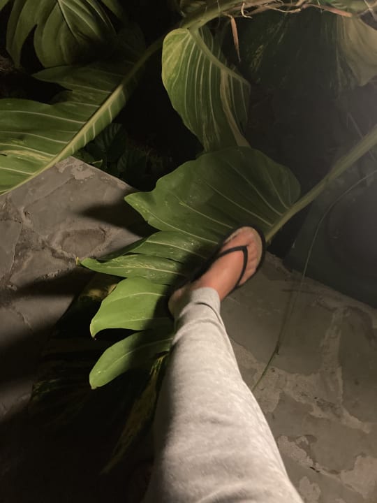 Gartenanlage Hotel Grand Palladium Palace Resort, Spa & Casino