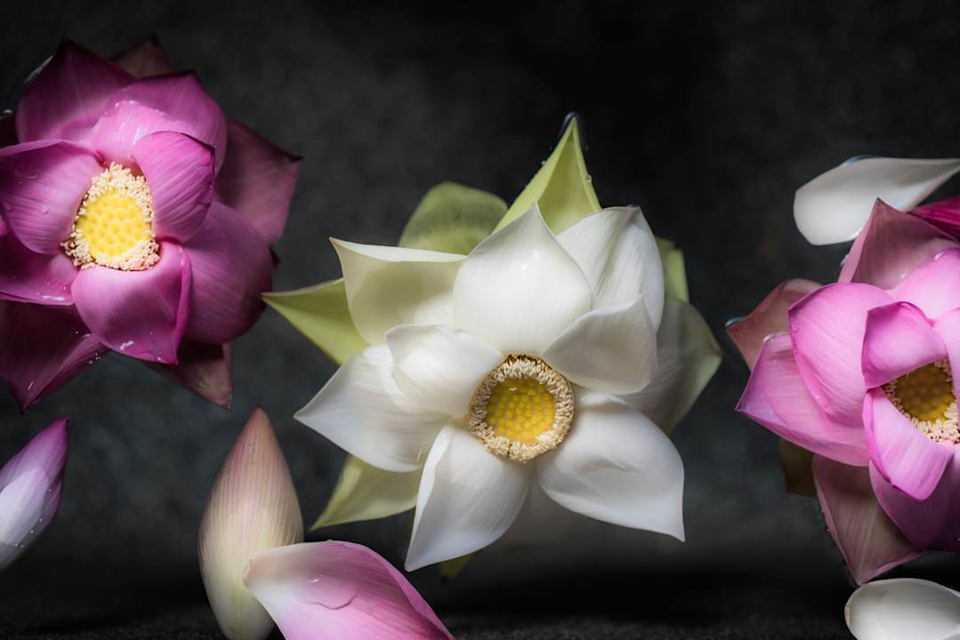 Zimmer Sokkhak Boutique Resort