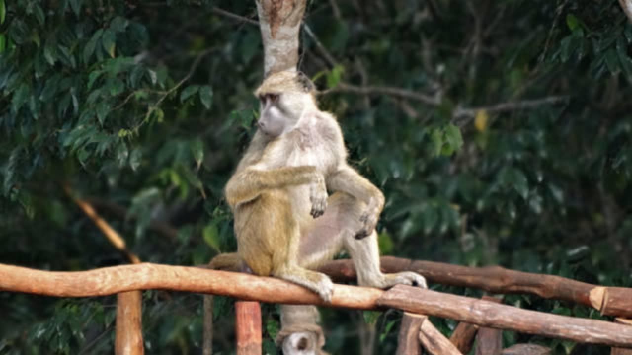 Animals in the area - visit from baboons Shimba Hills Lodge