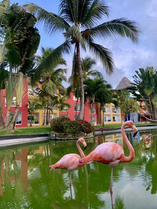 Gartenanlage Caribe Deluxe Princess