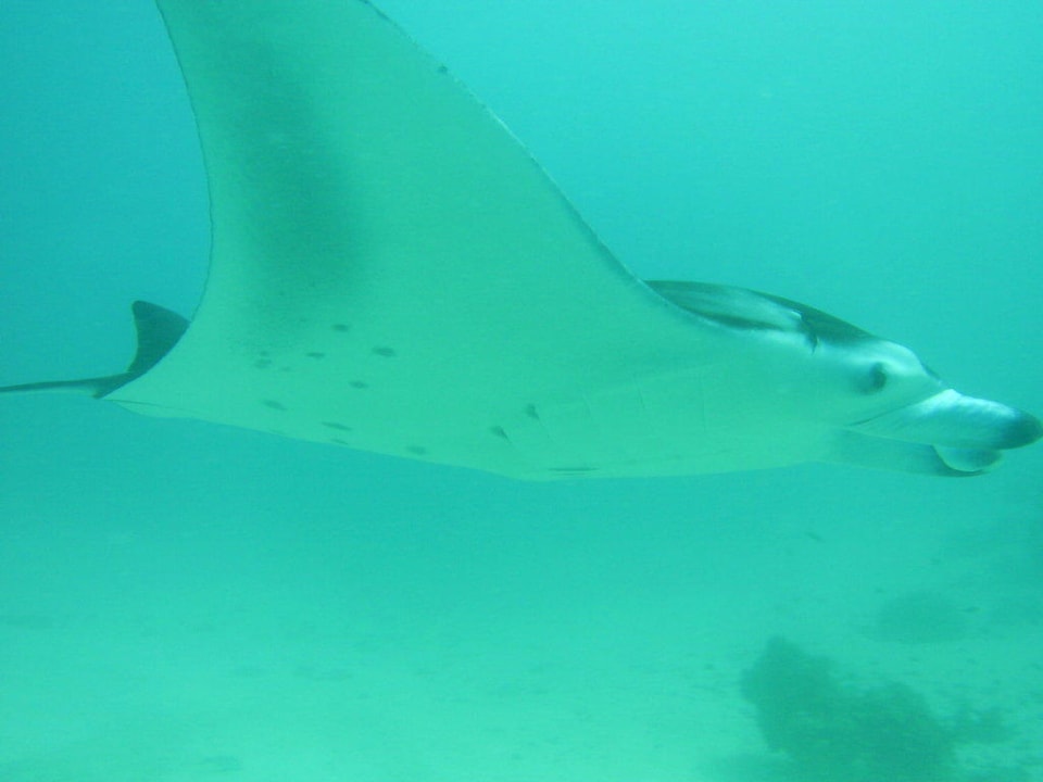 Mantarochen zieht vorbei Fihalhohi Maldives