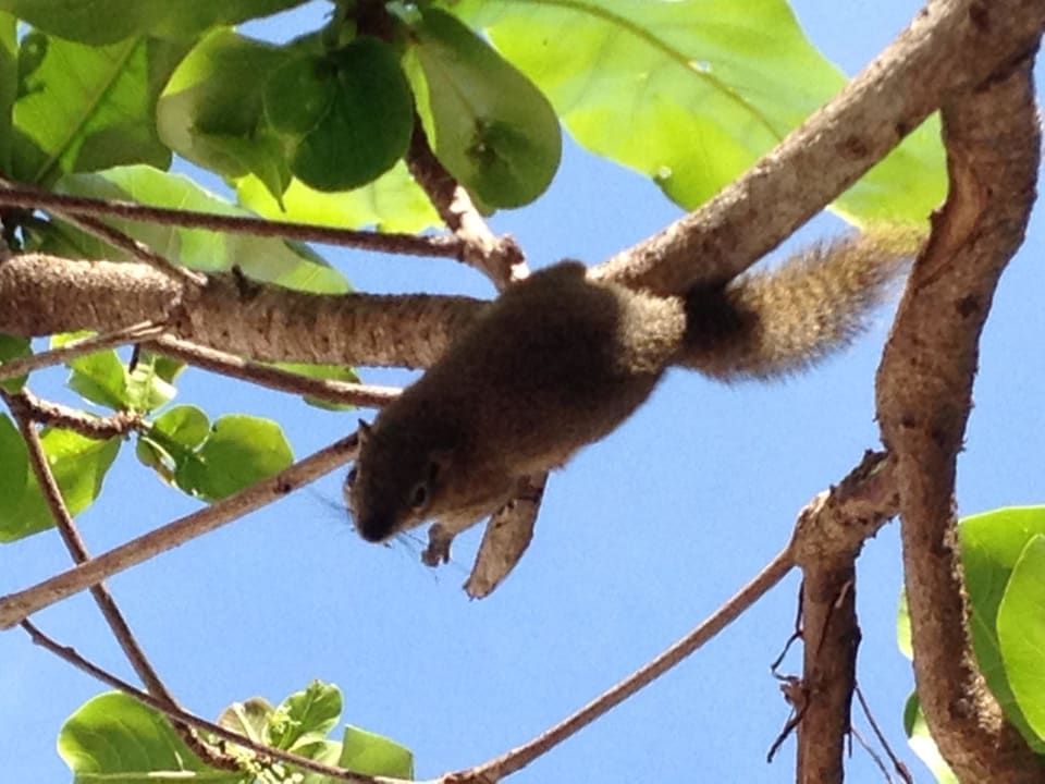 Trollige Mitbewohner fressen auch aus der Hand The Laguna A Luxury Collection Resort & Spa