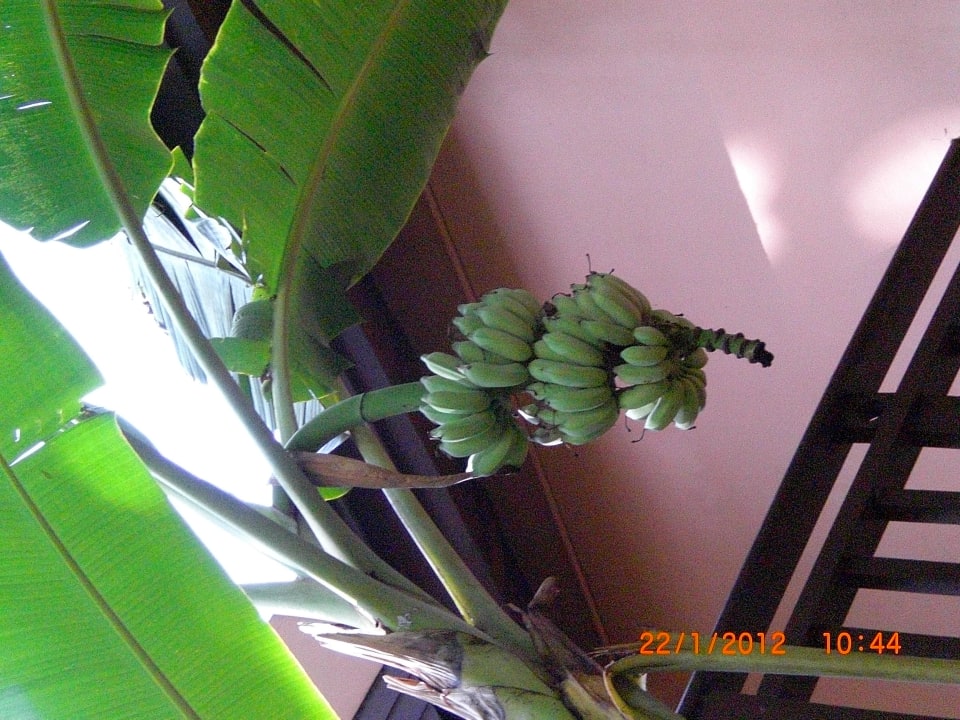 Bananen Khao Lak Merlin Resort