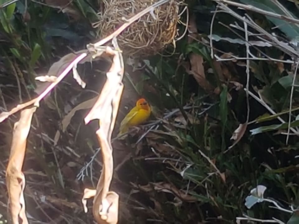 Es gibt auch andere Hotelgäste Bahari Beach Hotel