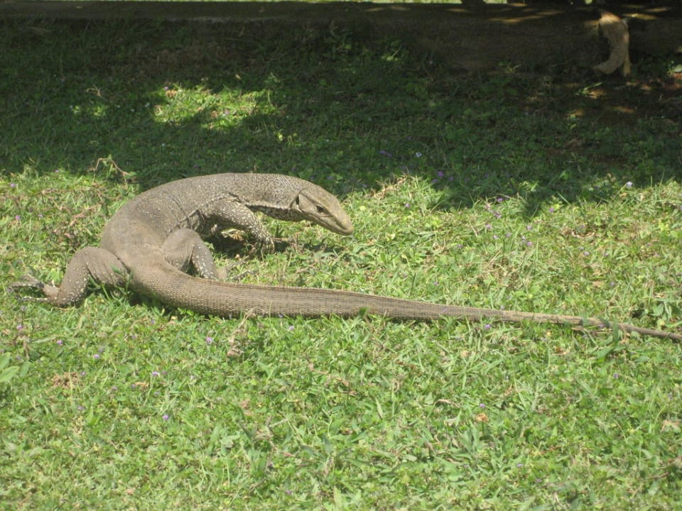 Stały lokator hotelu Serendib Thaala Bentota