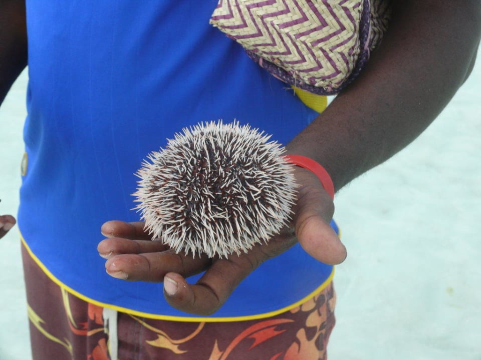 Grosser Seeigel Neptune Pwani Beach Resort & Spa