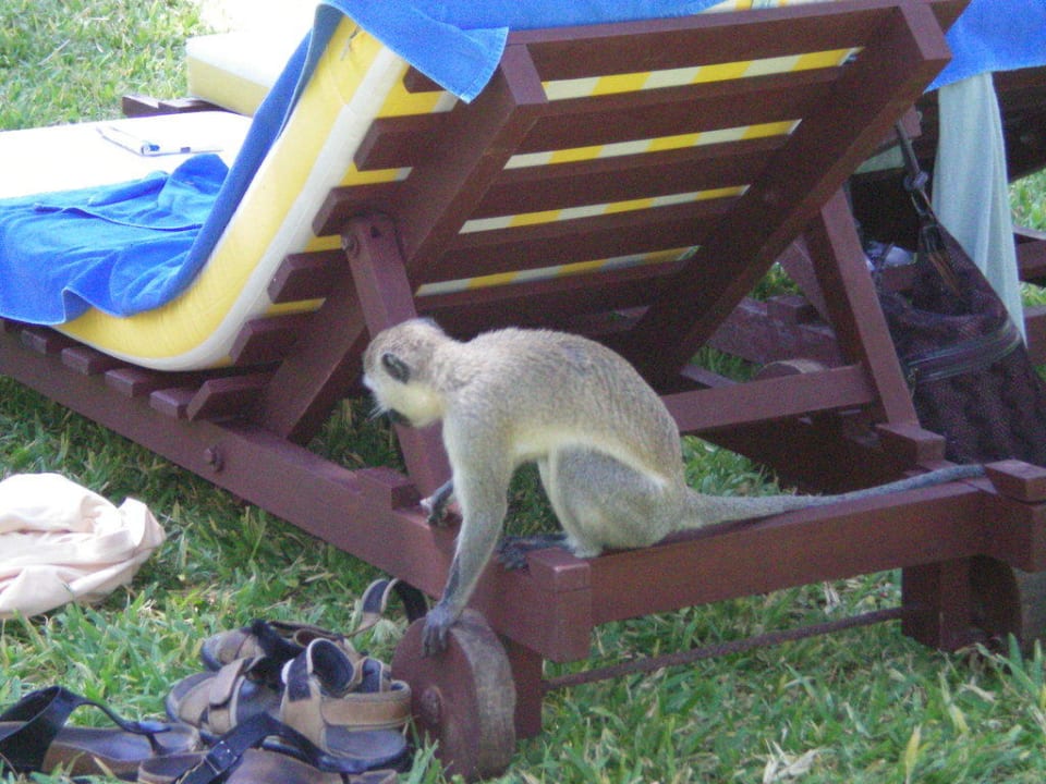 Affe beim Suchen Hotel Papillon Lagoon Reef