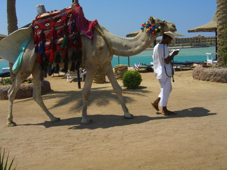 Kamel zum reiten am Strand Bel Air Azur Resort - Adults only