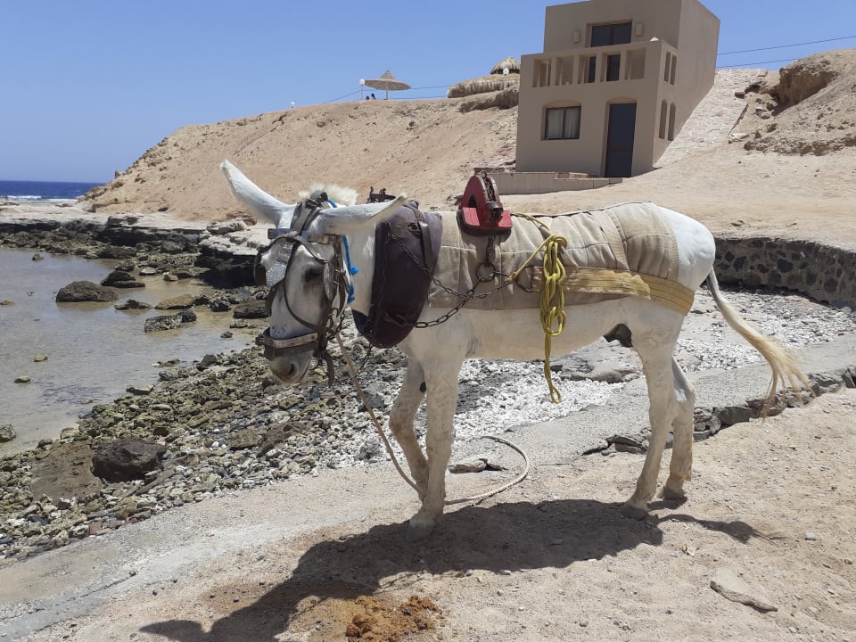 Sonstiges Jaz Solaya