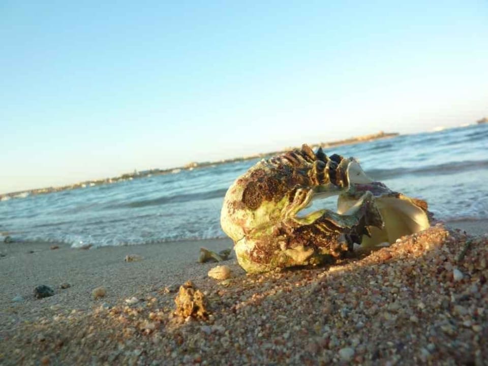 Cleopatra Luxury Resort Makadi Bay Cleopatra Luxury Resort Makadi Bay