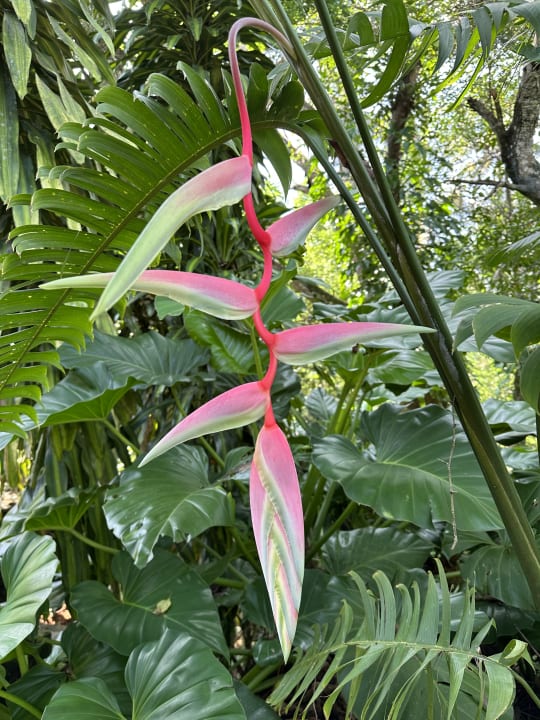 Gartenanlage Sri Mathie Historic Estate