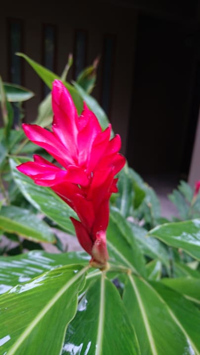 Gartenanlage The Grand Southsea Khaolak Beach Resort