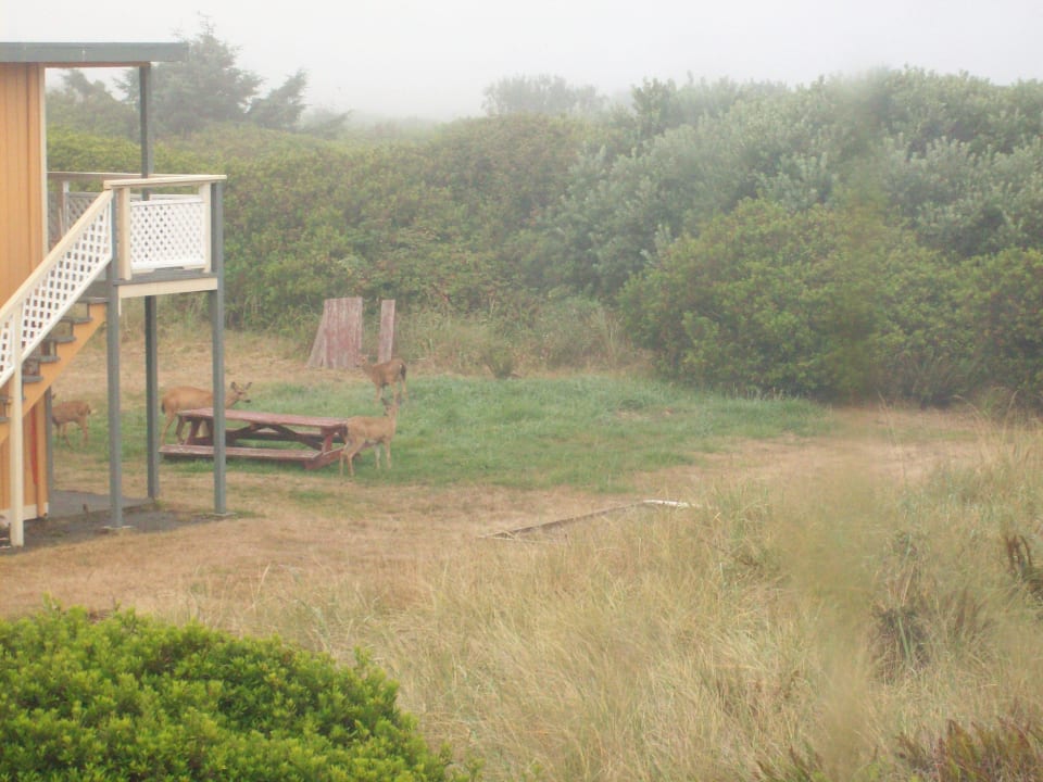 Ausblick zur Meerseite Hotel Ramada Inn Ocean Shores WA