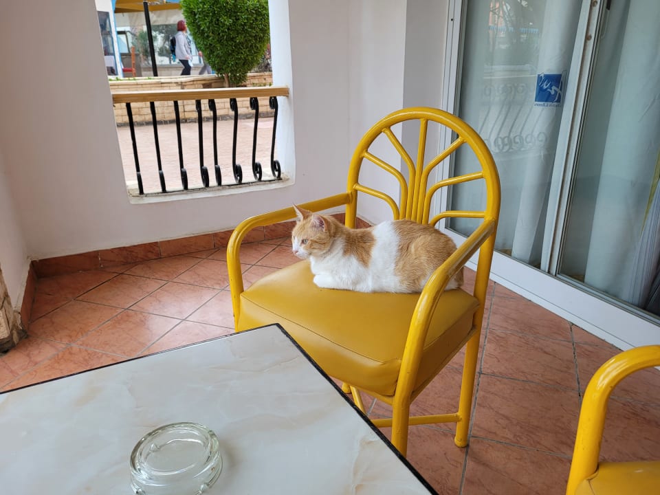 Zimmer Arabia Azur Resort