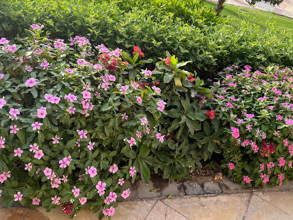 Gartenanlage Sentido Mamlouk Palace Resort