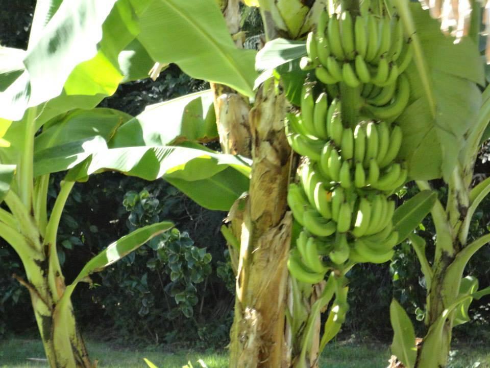 Bananen Grand Palladium Select Bávaro Resort & Spa