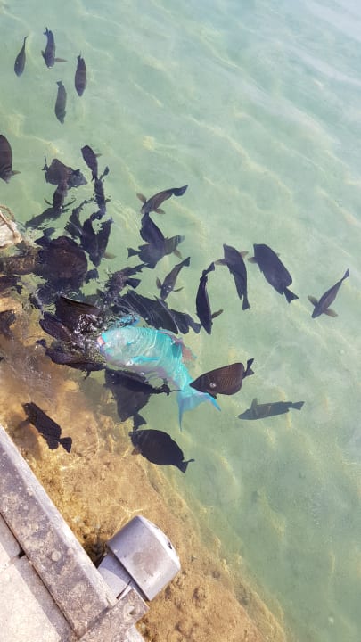 Gartenanlage Pickalbatros Dana Beach Resort - Hurghada