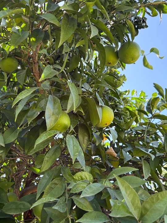 Gartenanlage Hotel Sidekum