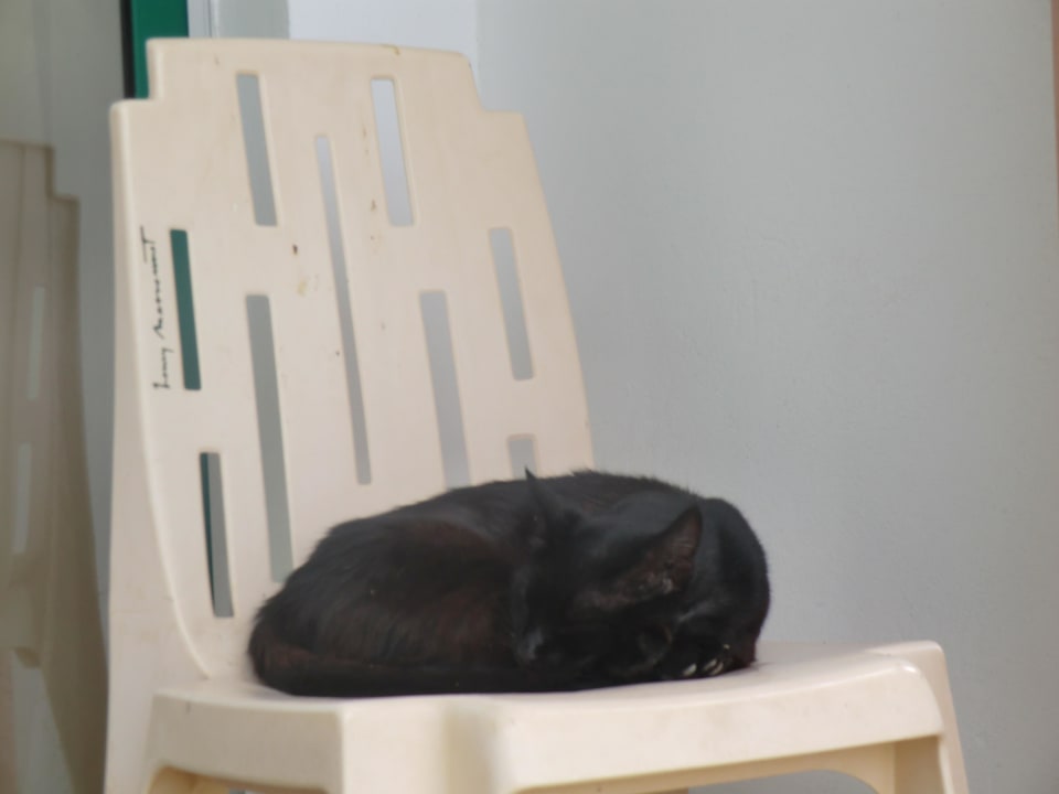 Eine von vielen freilaufenden Katzen Agadir Beach Club Hotel
