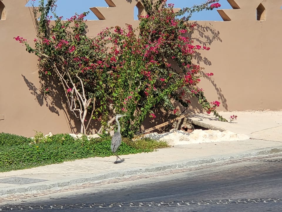 Gartenanlage Grand Waterworld Makadi & Family Star Makadi