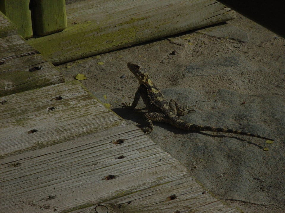 Haustiere Olympos Beach Hotel