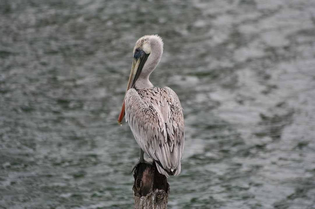 Pelikan Casa Acuario