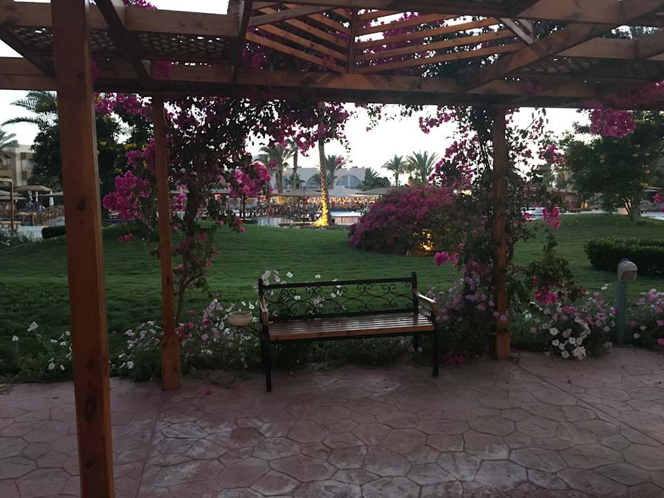 Gartenanlage Desert Rose