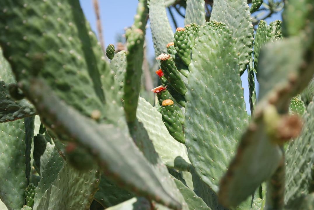 Ogrod Hotel Nubian Village