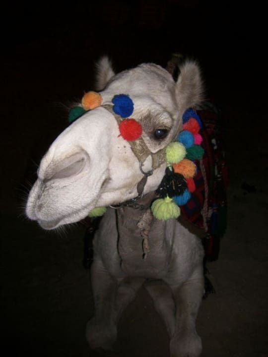 Alibaba Pickalbatros Alf Leila Wa Leila Resort - Neverland Hurghada